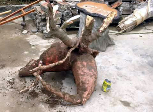 Củ sắn nặng 60kg được bán với giá 2,5 triệu đồng. Ảnh: T.H