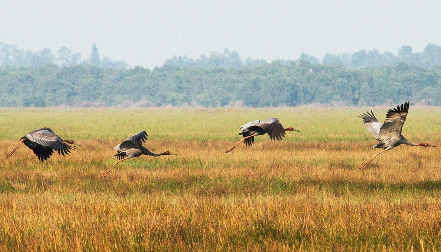 Sau 18 năm, một con sếu trống đã quay trở lại Vườn quốc gia Tràm Chim, đưa cả "vợ con" về với Vườn. 