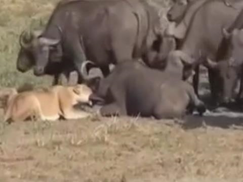 Báo thù cho đồng loại, trâu rừng lao đến bao vây khiến sư tử bỏ chạy