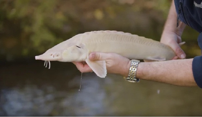 Trứng cá tầm bạch tạng đắt nhất thế giới