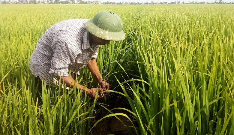 Chuyện lạ ở Hải Dương: Lôi nhau ra tòa vì bẫy chuột không chết