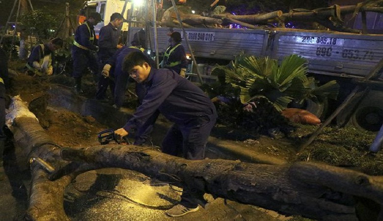 Hà Nội bất ngờ nhổ bỏ hàng trăm cây phượng trong đêm