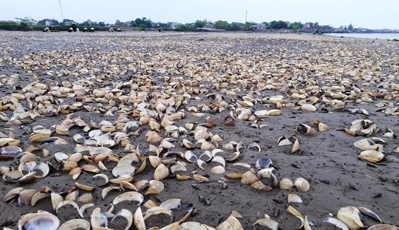Hàng nghìn tấn ngao chết trắng tại Thanh Hóa