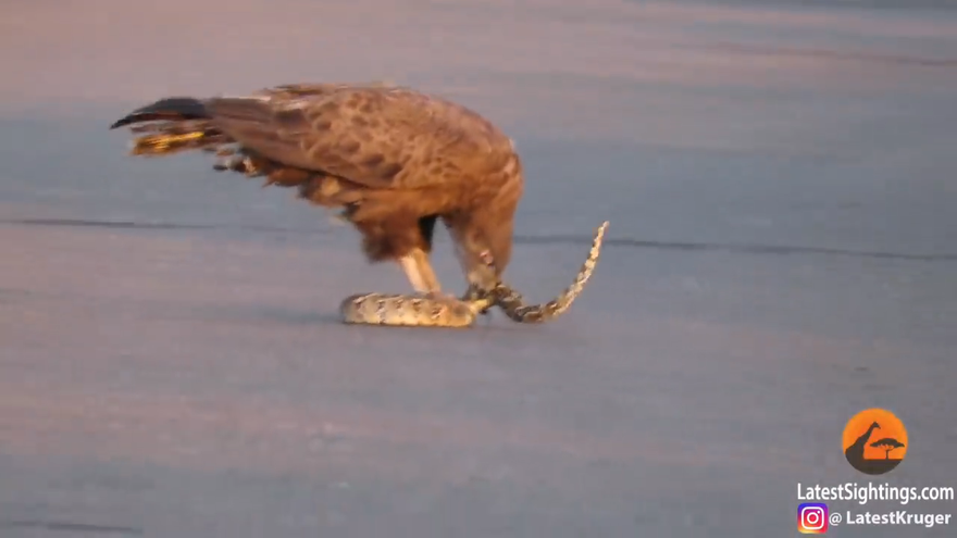 Rùng mình cảnh đại bàng xé xác rắn trong nháy mắt