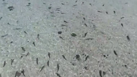 Hàng trăm con cá mập vây kín bờ biển Australia