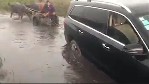Ôtô mắc kẹt được xe trâu kéo thoát khỏi đầm lầy
