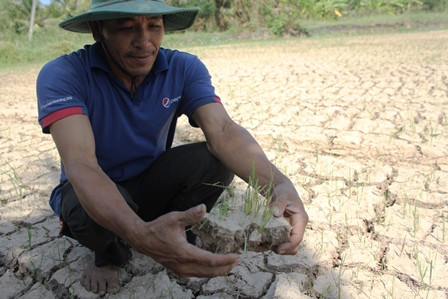 Lúa chết, đồng nứt nẻ nên nông dân lâm vào cảnh trắng tay