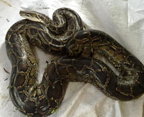 Con trăn nặng khoảng 40 kg được người dân giải cứu khi bị mặc kẹt trong ngôi mộ tại nghĩa trang. Ảnh: CTV.