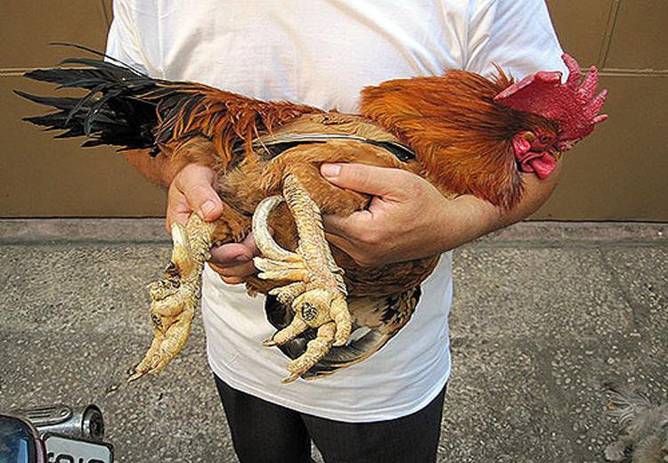 Gà chín cựa chất lượng thịt ngon như gà rừng được nhiều người lựa chọn để làm quà biếu tặng.