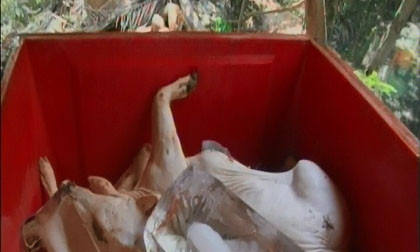 Thịt heo đổi màu, bốc mùi hôi chuẩn bị đưa ra thị trường bị cơ quan chức năng bắt giữ