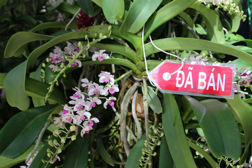 Dù giá khá cao nhưng hơn một nửa số lan đã được đặt mua.