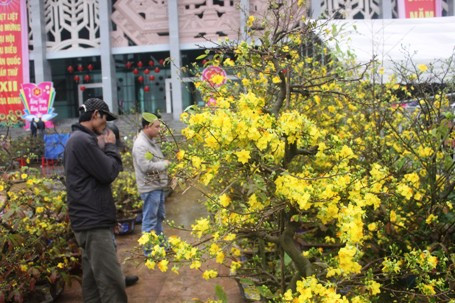 Nhiều người đi mua hoa, cây cảnh về chơi Tết sớm