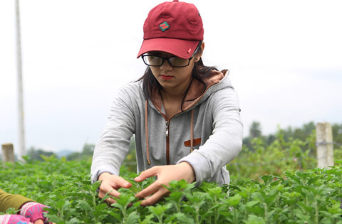 Việc nhẹ lương cao: Ngắt nụ hoa lĩnh tiền triệu mỗi ngày tại Đà Nẵng