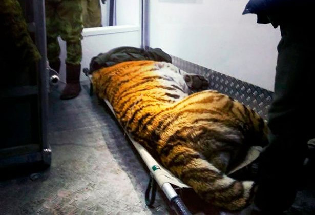 Cận cảnh ‘Chúa sơn lâm’ tìm người cầu cứu sau khi bị thương