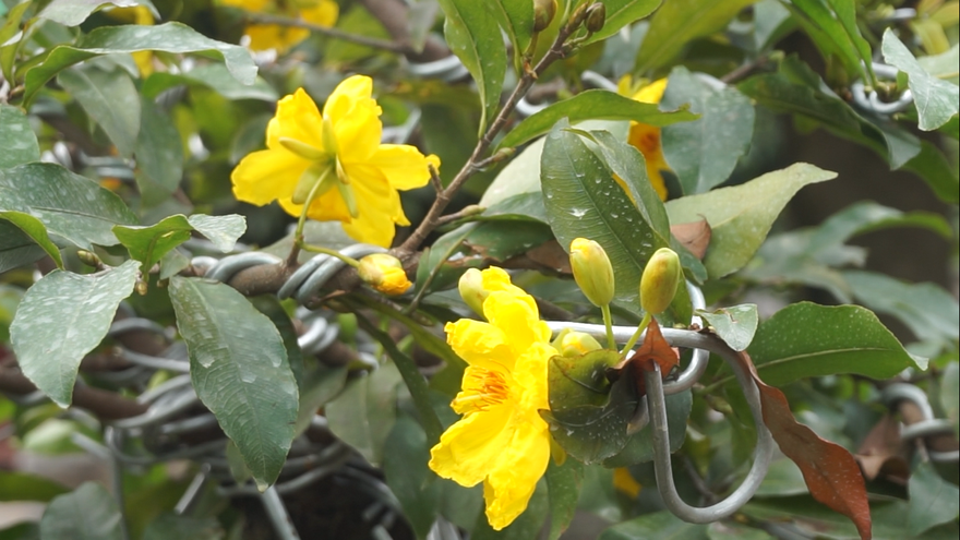 Mai tết nở sớm, nhà vườn 'khóc ròng'