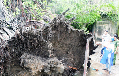 Cổ thụ bật gốc đè sập hai phòng trọ. Ảnh: Danh Hiệp