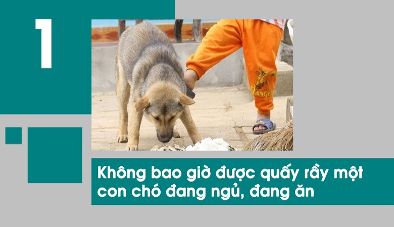 10 cách phòng tránh chó cắn