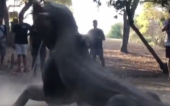 Cận cảnh trận chiến khốc liệt của những chú rồng Komodo