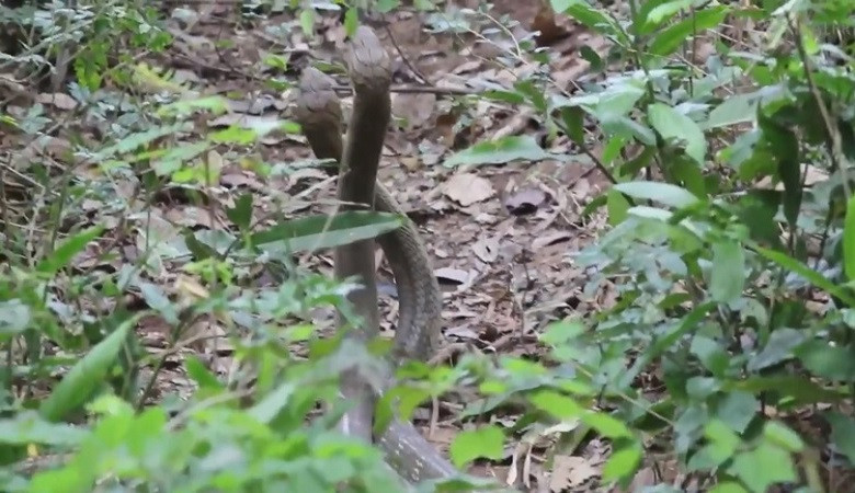 Trận kịch chiến của đôi hổ mang chúa dài 4 m