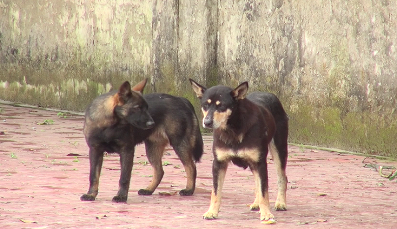 Đàn chó cắn bé trai tử vong từng tấn công các trẻ em khác