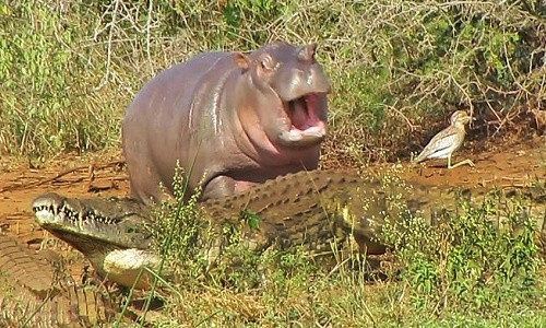 Hà mã non leo lên bờ trêu chọc cá sấu và trâu rừng