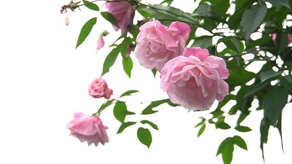 Hồng cổ SaPa 50 năm, giá 300 triệu được săn lùng chơi Tết