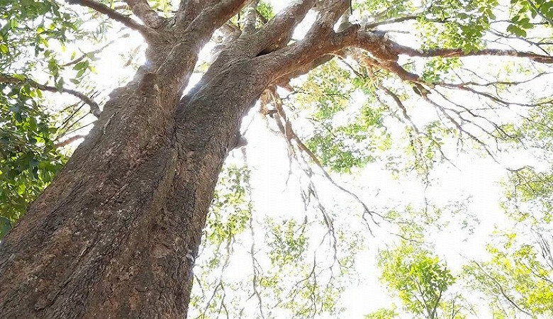 Clip: Đi tìm cây Kơ Nia hàng trăm năm ở vùng đất Tây Nguyên