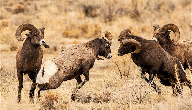 Cuộc chiến khốc liệt giành quyền giao phối ở cừu sừng lớn