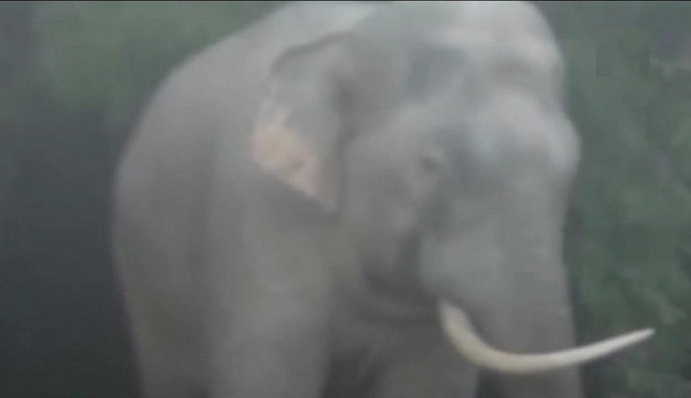 Clip: Voi rừng liên tiếp phá hoa màu, nhà dân ở Đồng Nai