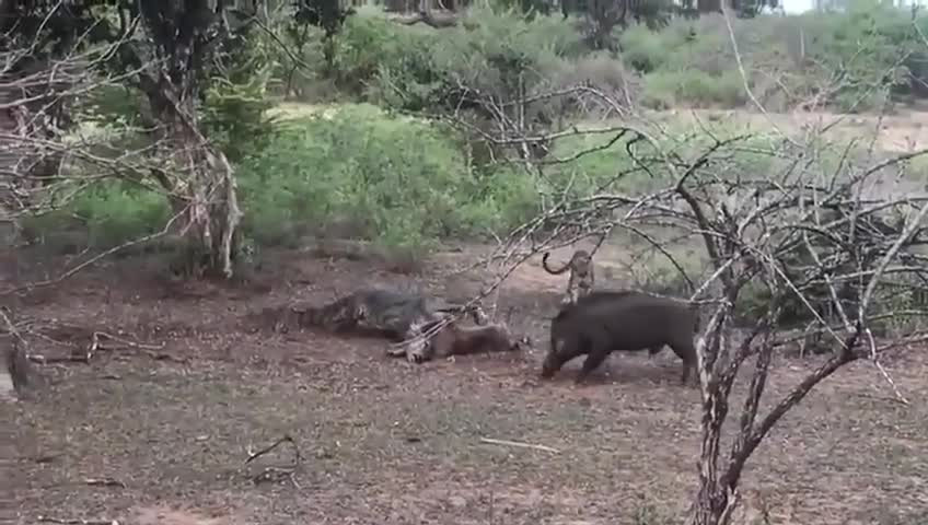 Báo đốm “đại chiến” lợn rừng tranh giành mồi, kẻ thứ 3 xuất hiện thay đổi kết cục