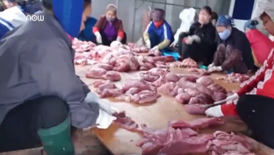 Tận thấy những kẻ vô lương 'hóa phép' lợn chết thành lợn gác bếp