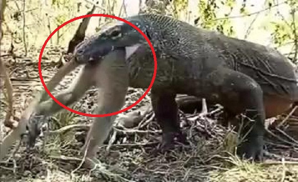 Clip: Rồng Komodo ăn tươi nuốt sống khỉ gây sốc