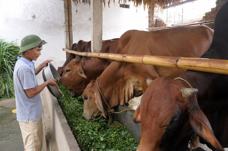 Hóa bò gầy thành béo, kiếm mỗi tháng trăm triệu