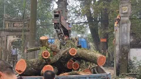 Clip: Cây sưa đỏ trăm tỷ ở Hà Nội bị chặt hạ