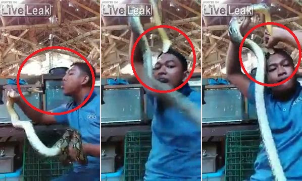 Clip: Dại dột trêu rắn, thanh niên nhận cái kết không bao giờ quên