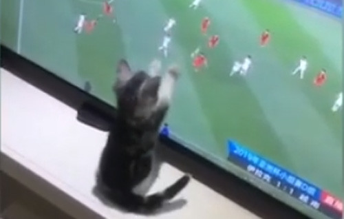 CĐV dành được sự yêu mến nhất hành tinh tại Asian Cup 2019