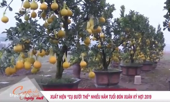 Chiêm ngưỡng cây bưởi thế nhiều năm tuổi đón xuân Kỷ Hợi 2019