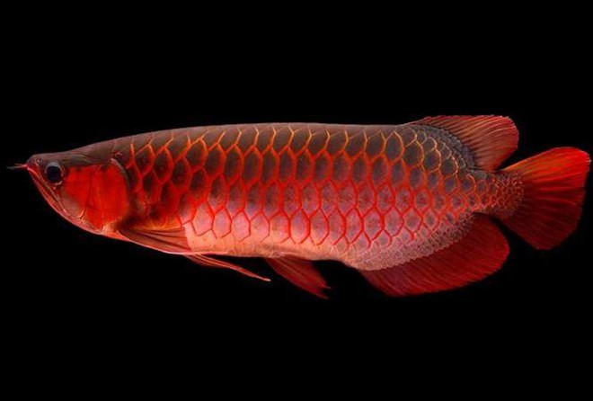 Vì sao loài cá cảnh này lại có giá ngang một chiếc siêu xe?