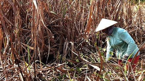 Video: Vì sao mía chết hàng loạt tại Phú Yên?