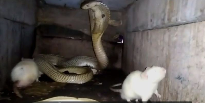 Rắn hổ mang ăn thịt chuột bạch trong nhà dân Ấn Độ