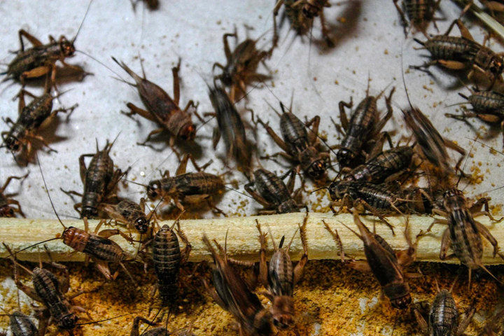 Người đàn ông phố núi kiếm 70 triệu mỗi tháng nhờ nuôi dế