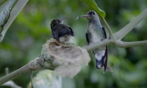 Lần bay đầu đời giúp chim ruồi non thoát khỏi miệng rắn