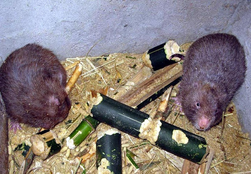 Trang trại nuôi dúi thu 2 tỷ đồng mỗi năm ở Thanh Hóa