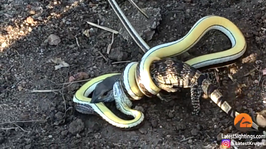 Thằn lằn chết thảm sau cuộc chiến giành sự sống với rắn