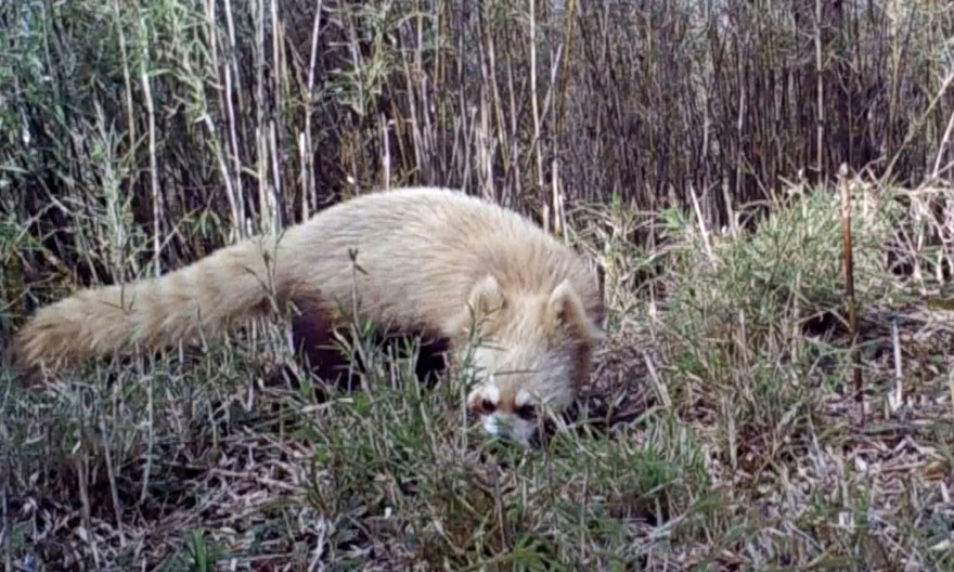 Bẫy camera bắt gặp gấu trúc đỏ bạch tạng quý hiếm