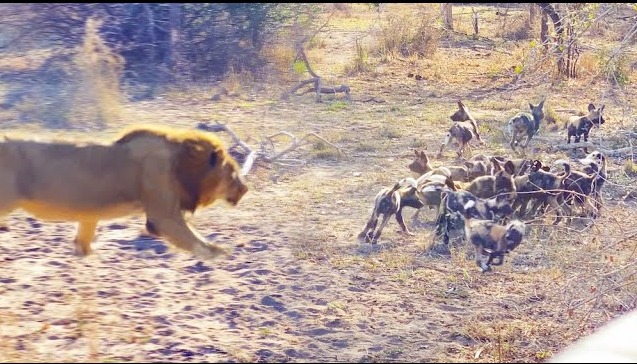 Mải mê vui chơi không cảnh giác, đàn chó hoang phải trả giá đắt
