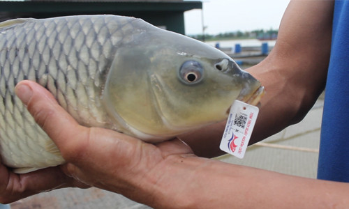 Lão nông Hải Dương gắn 'chứng minh thư' cho cá