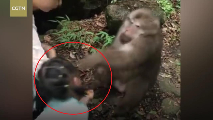 Bị trêu chọc, khỉ 'giận cá chém thớt', đấm thẳng vào bé gái