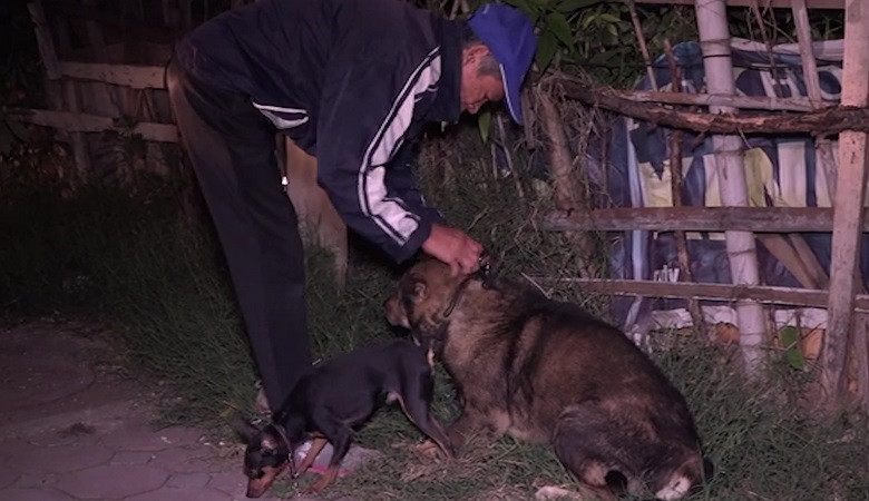 Mỗi năm có 400-500 nghìn người bị chó cắn