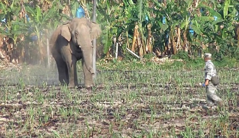 Bại trận bị đuổi khỏi đàn, voi hoang mò vào thị trấn trút giận